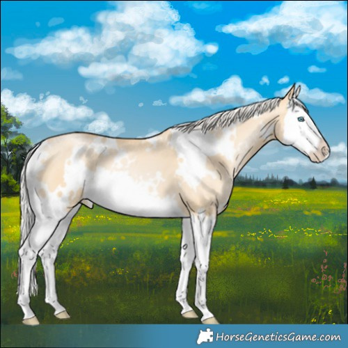 Horse Color:White Spotted Silver Buckskin Pearl Dun Splash