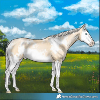 Horse Color:White Spotted Silver Buckskin Pearl Dun Splash 