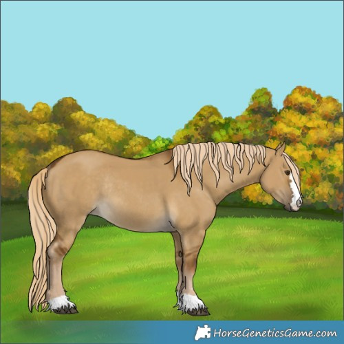 Horse Color:Chocolate Palomino Dun Rabicano 