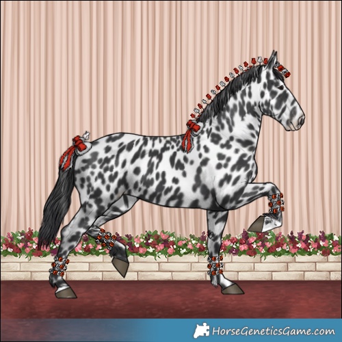 Horse Color:Black Appaloosa 