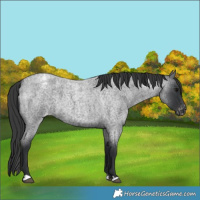 Horse Color:Blue Roan Varnish 