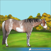 Horse Color:White Spotted Bay Roan Frame 