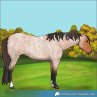 Horse Color:Bay Roan Tobiano 