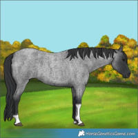 Horse Color:Blue Roan Tobiano