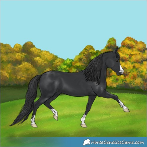 Horse Color:Black 