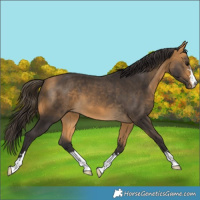 Horse Color:Buckskin 