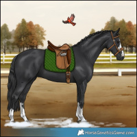 Horse Color:Black 