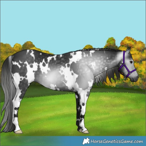 Horse Color:Gray White Spotted Black 