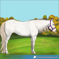 Horse Color:Perlino Roan