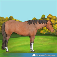 Horse Color:Bay Sabino Tobiano Varnish Rabicano 