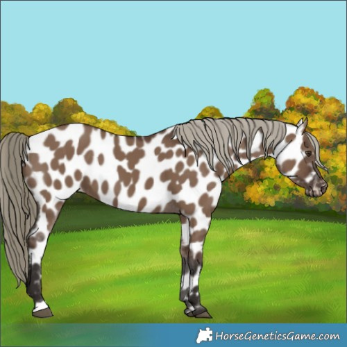 Horse Color:Liver Red Dun Appaloosa 