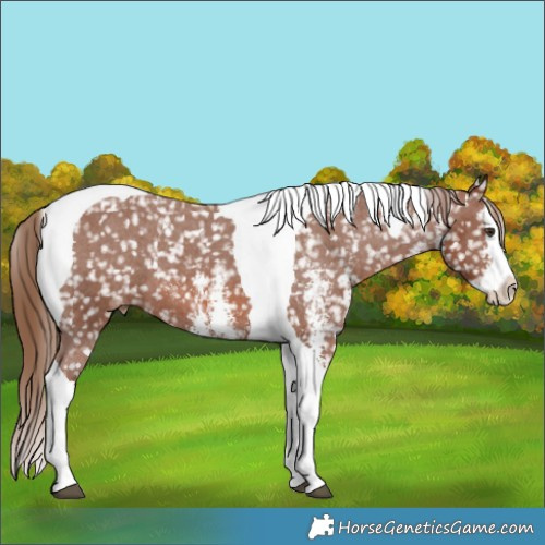 Horse Color:Chestnut Sabino Splash Tobiano Appaloosa 