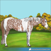 Horse Color:Chestnut Sabino Splash Tobiano Appaloosa 