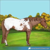 Horse Color:Chestnut Tobiano Appaloosa 