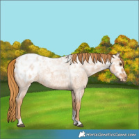 Horse Color:Red Ice Roan Tobiano Appaloosa Rabicano 