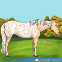 Horse Color:Palomino Tobiano Appaloosa 