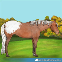 Horse Color:Silver Bay Appaloosa 
