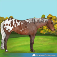 Horse Color:Silver Brown Appaloosa 
