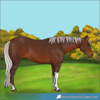 Horse Color:Silver Brown Tobiano 