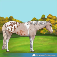 Horse Color:Chestnut Tobiano Appaloosa 