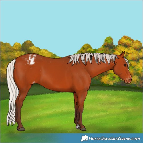 Horse Color:Silver Bay Appaloosa 