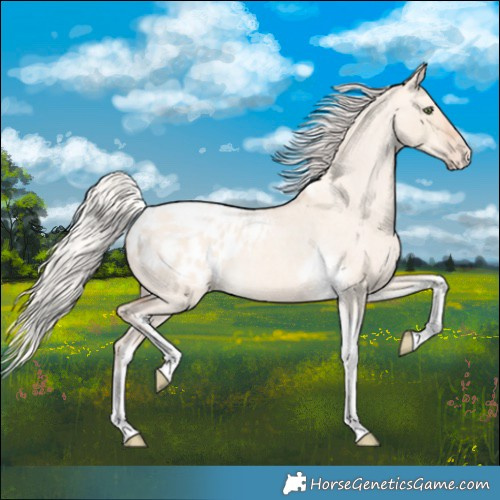 Horse Color:Silver Amber Champagne Roan Dun Splash Tobiano Frame Appaloosa Rabicano