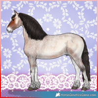 Horse Color:Bay Roan Onyx 