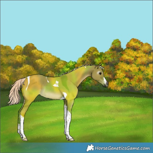 Horse Color:Gray Watercolor White Spotted Silver Grullo Tobiano Rabicano 