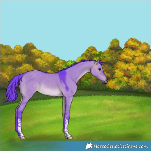 Horse Color:Watercolor Chocolate Bay Dun Tobiano 