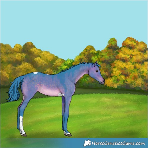 Horse Color:Watercolor Brown Dun Tobiano 
