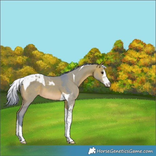 Horse Color:Watercolor White Spotted Brown Dun Tobiano 