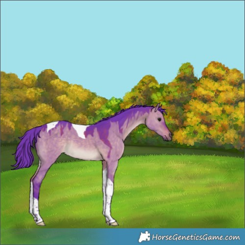 Horse Color:Watercolor Bay Dun Tobiano Rabicano 