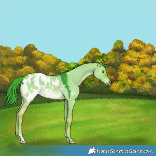 Horse Color:Gray Watercolor White Spotted Liver Red Dun Tobiano Appaloosa 