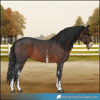 Horse Color:Brown Sabino