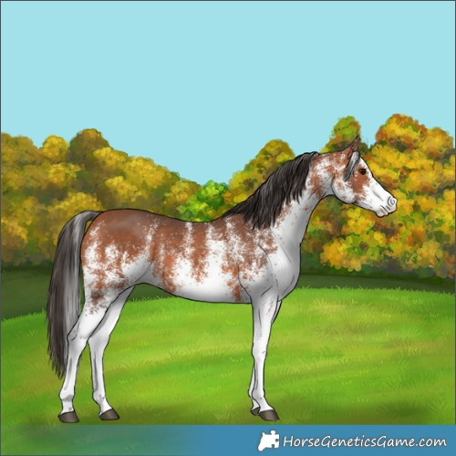 Horse Color:White Spotted Bay Rabicano