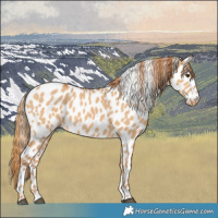 Horse Color:Red Dun Appaloosa