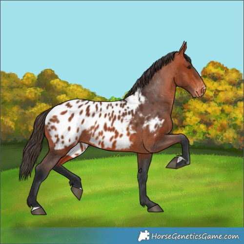 Horse Color:Bay Appaloosa