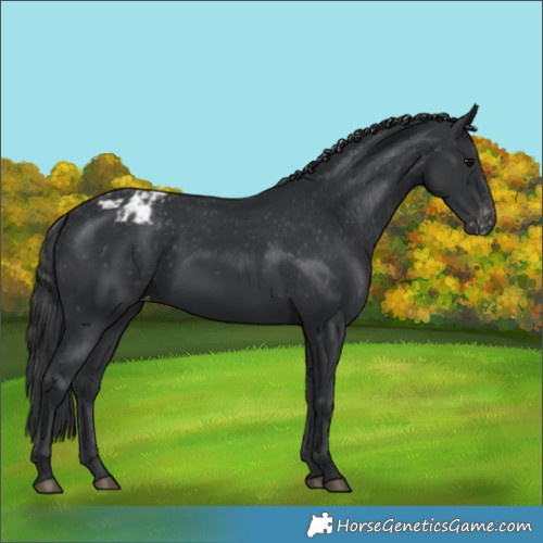 Horse Color:Black Appaloosa 