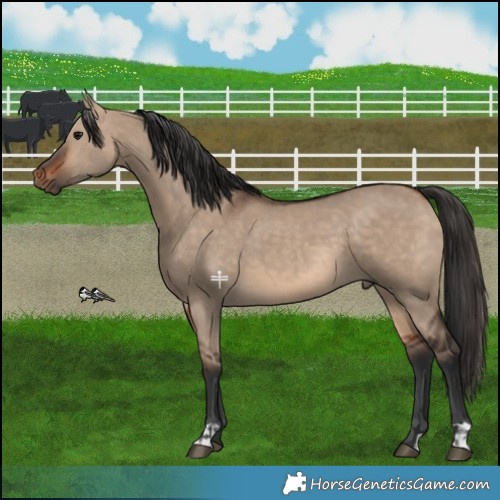 Horse Color:Bay Dun  and Bay Dun 