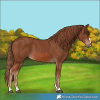Horse Color:Chestnut 