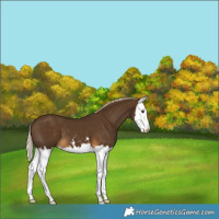 Horse Color:Chocolate Palomino Splash 