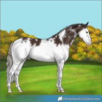 Horse Color:White Spotted Liver Chestnut Splash 