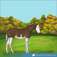 Horse Color:Chocolate Palomino Splash