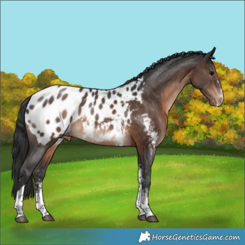 Horse Color:Brown Sabino Tobiano Appaloosa 