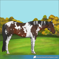 Horse Color:White Spotted Liver Chestnut Tobiano 