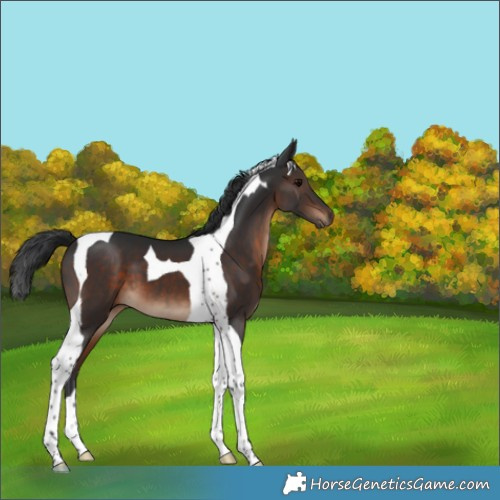 Horse Color:Brown Tobiano 