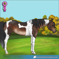Horse Color:Brown Tobiano 