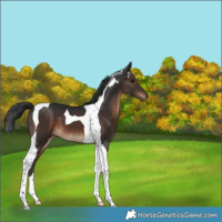 Horse Color:Brown Tobiano