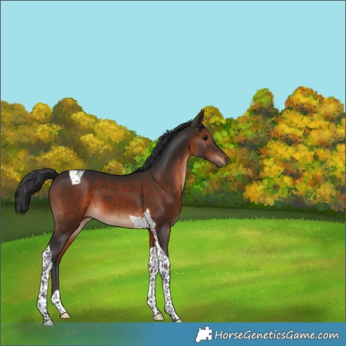 Horse Color:Brown Tobiano 