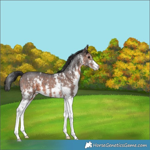 Horse Color:Brown Sabino 